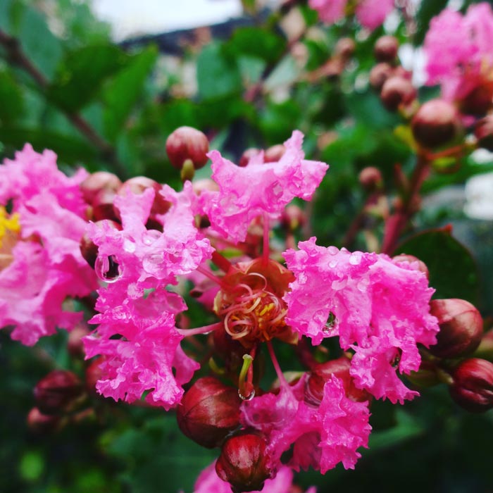 無料配布として...