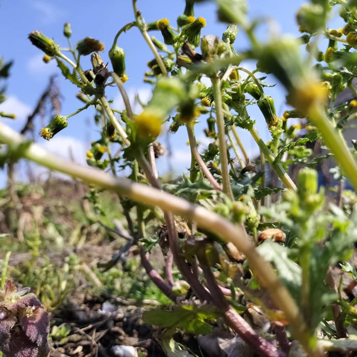 明日から個展／在廊日が変更...